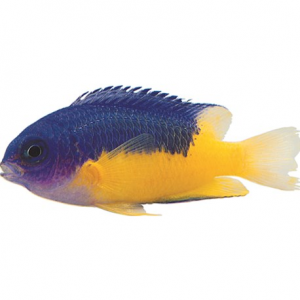 Blue_Yellow_Fish
