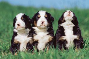 Three puppies in a row